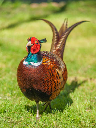 Male Pheasant  Phasianus colchicus In vivid breeding colours.の写真素材