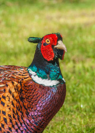 Male Pheasant  Phasianus colchicus In vivid breeding colours.の写真素材