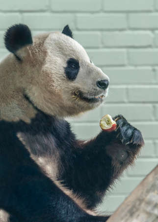 Giant Pandaの写真素材