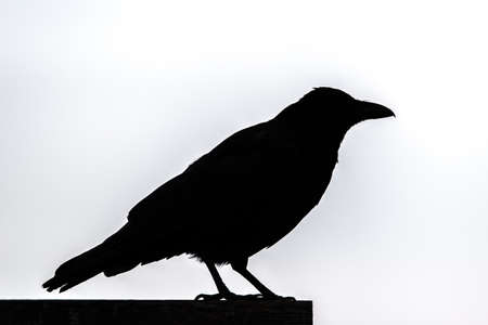 Silhouette Of A Ravenの写真素材