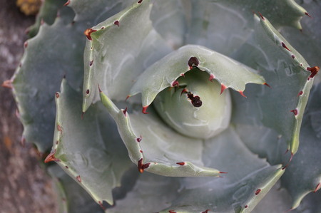 Cactusの写真素材