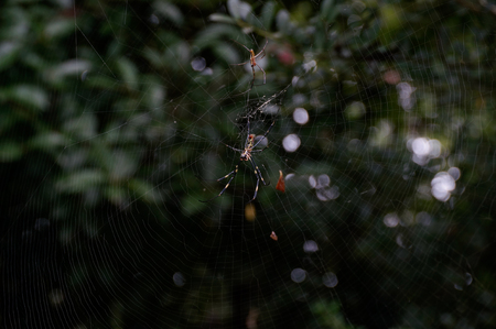 spider webの写真素材