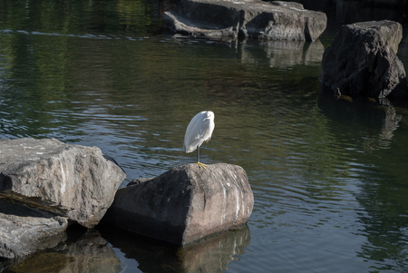 a birdの写真素材