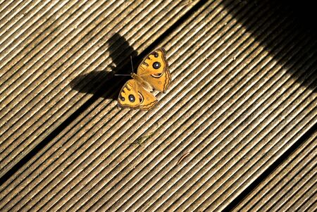 small butterflyの写真素材