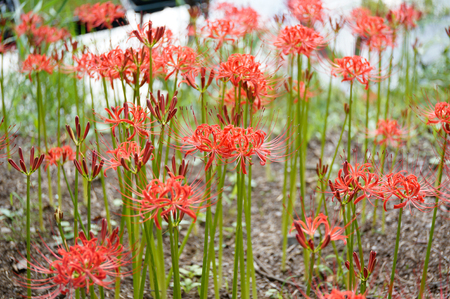 Lycoris radiataの写真素材