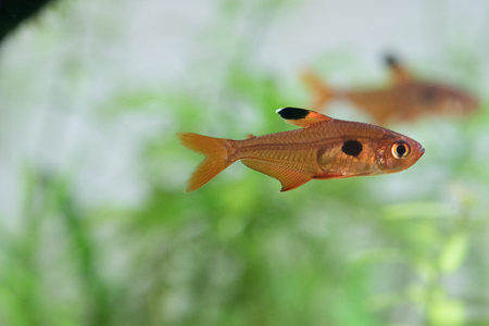 a fishの写真素材