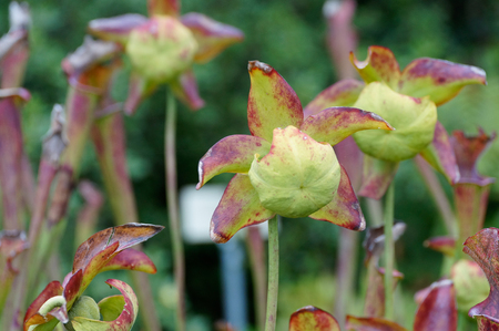 flowerの写真素材