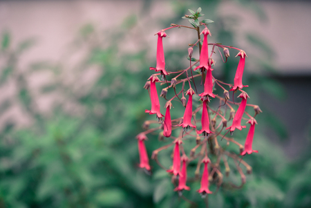 red flowerの写真素材