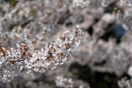 sakuraの写真素材