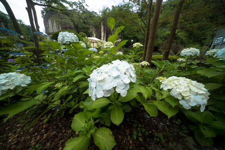 hydrangea