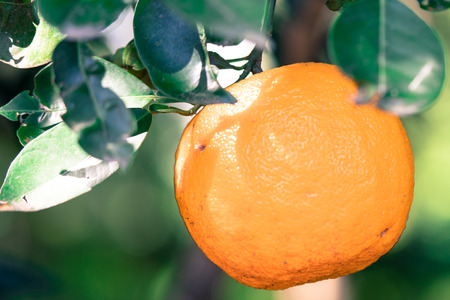 Orangeの写真素材