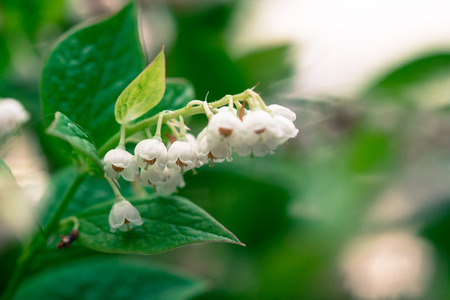 small white flowerの写真素材