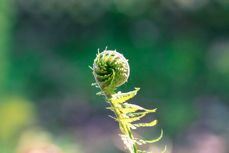 Osmundaの写真素材