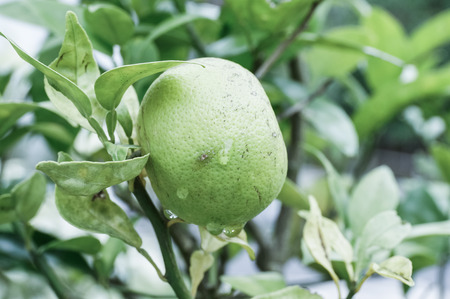 green orangeの写真素材