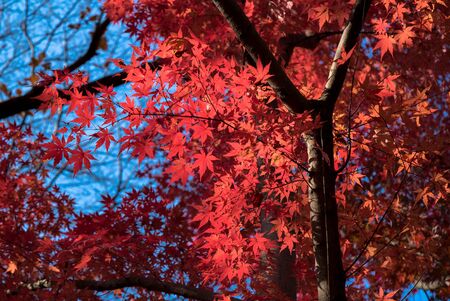 red maple leafの写真素材