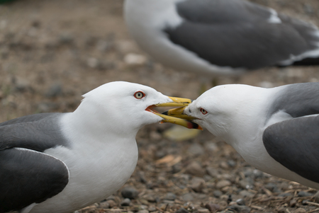 fighting birdsの写真素材