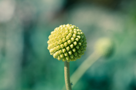 flowerの写真素材