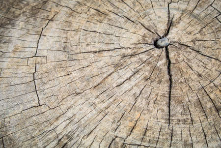 wood texture use for backgroundの写真素材