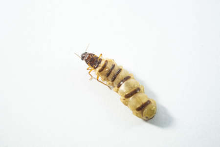 queen of termite  itの写真素材
