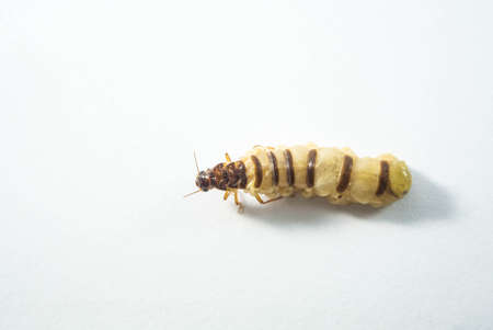 queen of termite  itの写真素材