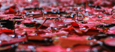 Red Maple Leaf on Water, Thailandの写真素材