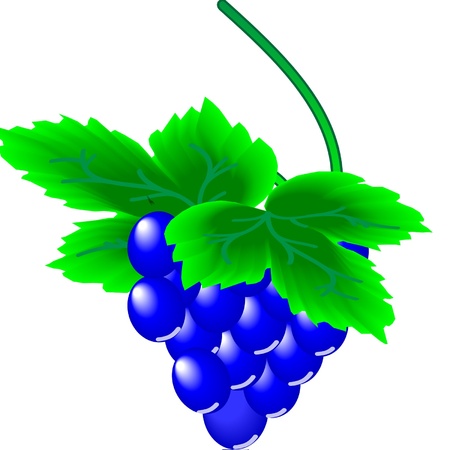 grapesのイラスト素材