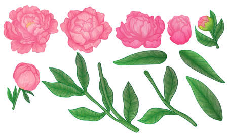 Vector set of peony flowers, bud, leaves, hand drawn sketch style. Isolated on white background.  Romantic design elements for greeting cards, cosmetic, wedding invitations.のイラスト素材