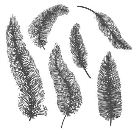 Vector set of solhouette of birds feather on isolated white background. Decorative feathers collection.のイラスト素材