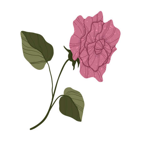 Single pink rose in flat cartoon style. Isolated on white. Pink rose flower botanical concept of love. For web, stickers, banners or print.のイラスト素材