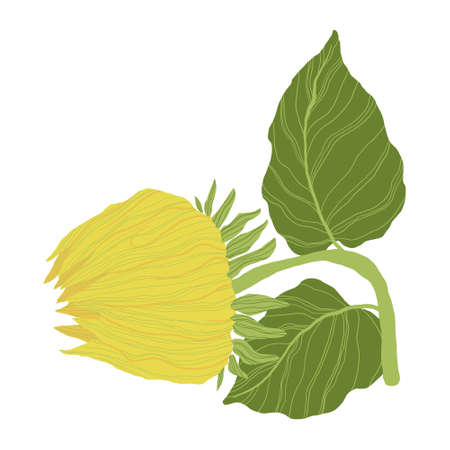 Sunflowers bud isolated on a white background. Vector illustration in flat design.のイラスト素材