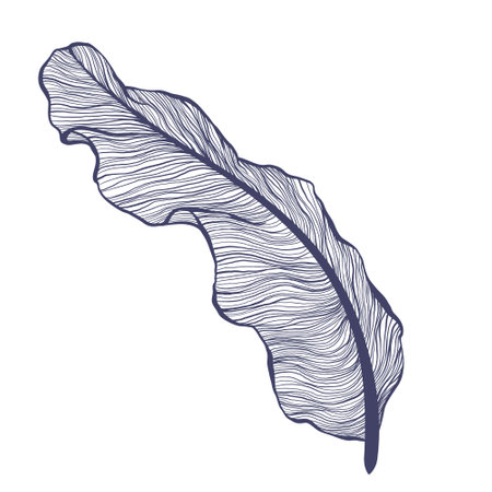 Single banana leaf illustration in linear style. Trendy minimalistic outline art of tropical palm leaf. Vector illustration of exotic plant isolated on white background.のイラスト素材