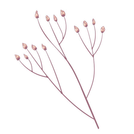 Single branch with yellow flowers buds of spray rose. Flower head isolated on white background. hand drawn floral illustration. Botanical vector art in cartoon style.のイラスト素材