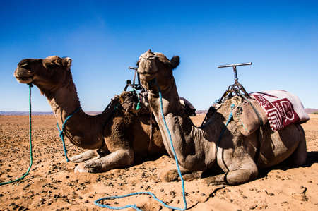 Dromedaries resting in the desertの写真素材