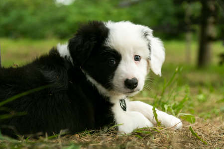 Black and white lovely puppy having fun
