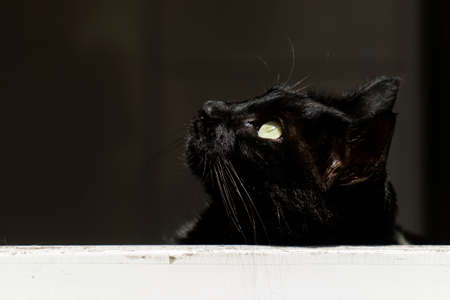 Black cat taking a look through the windowの写真素材