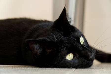 Black cat taking a look through the window while laying on the kitchen floorの写真素材