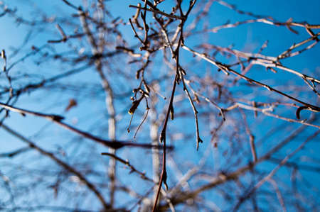 Some branches in a blue skyの写真素材