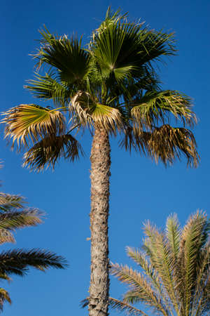 Palm tree with a blue sunny skyの写真素材