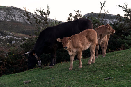 Free cows walking on the grass in the mountains in north Spain