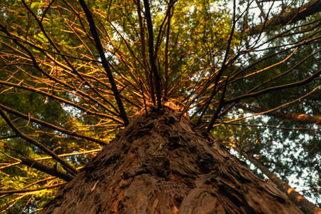 Sequoia tree view from the ground to the skyの写真素材