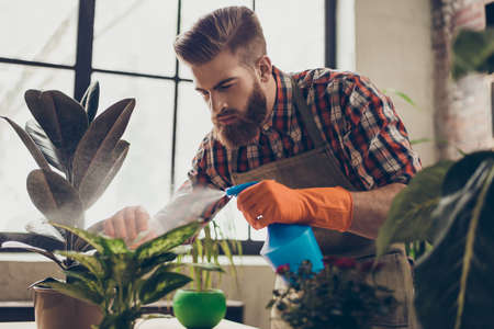 Portrait of confident young professional gardener spraying plants' leaves in his greenhouseの写真素材