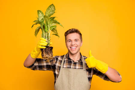 Pottery agricultural hands hold dieffenbachia joy finished perfect ideal excellent people person concept. Portrait of satisfied glad excited florist showing finger-up symbol isolated on backgroundの写真素材