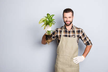 Portrait with copy space, empty place of attractive handsome florist with stubble  having, showing, demonstrate house plant with soil looking at camera isolated on grey backgroundの写真素材