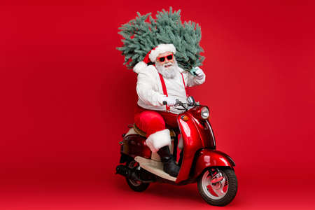 Portrait of his he nice bearded positive cheerful cheery funky Santa riding moped carrying fresh natural tree sale discount isolated on bright vivid shine vibrant red color backgroundの写真素材
