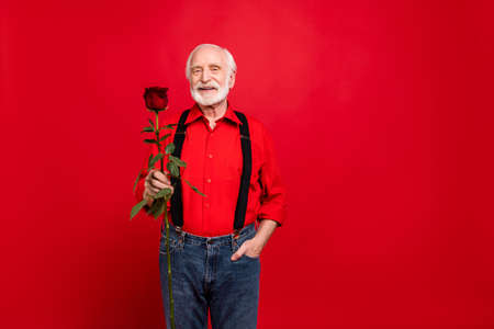Portrait of his he nice attractive trendy cheerful cheery gray-haired man holding in hands big fresh rose saint Valentine day isolated over bright vivid shine vibrant red backgroundの写真素材