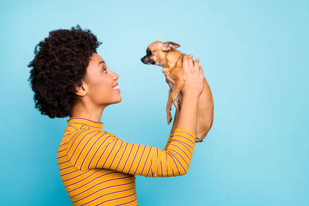 Profile photo of funny dark skin curly lady hold little pet dog hands amazing birthday present gift lifting puppy up wear yellow striped jumper isolated blue color backgroundの写真素材