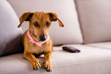 Portrait of nice little cute brown doggy sitting on divan resting waiting friend at home house flat...