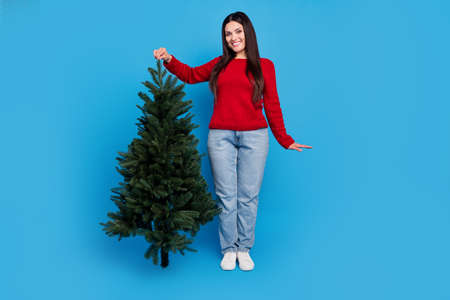 Full length body size view of lovely cheerful woman touching festal fir tree isolated over bright blue color backgroundの写真素材