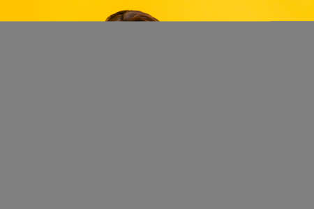 Portrait of attractive cheerful curious wavy-haired girl creating solution copy space isolated over bright yellow color backgroundの写真素材