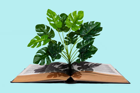 Creative abstract template graphics image of palm growing from open boos isolated teal turquoise color backgroundの写真素材